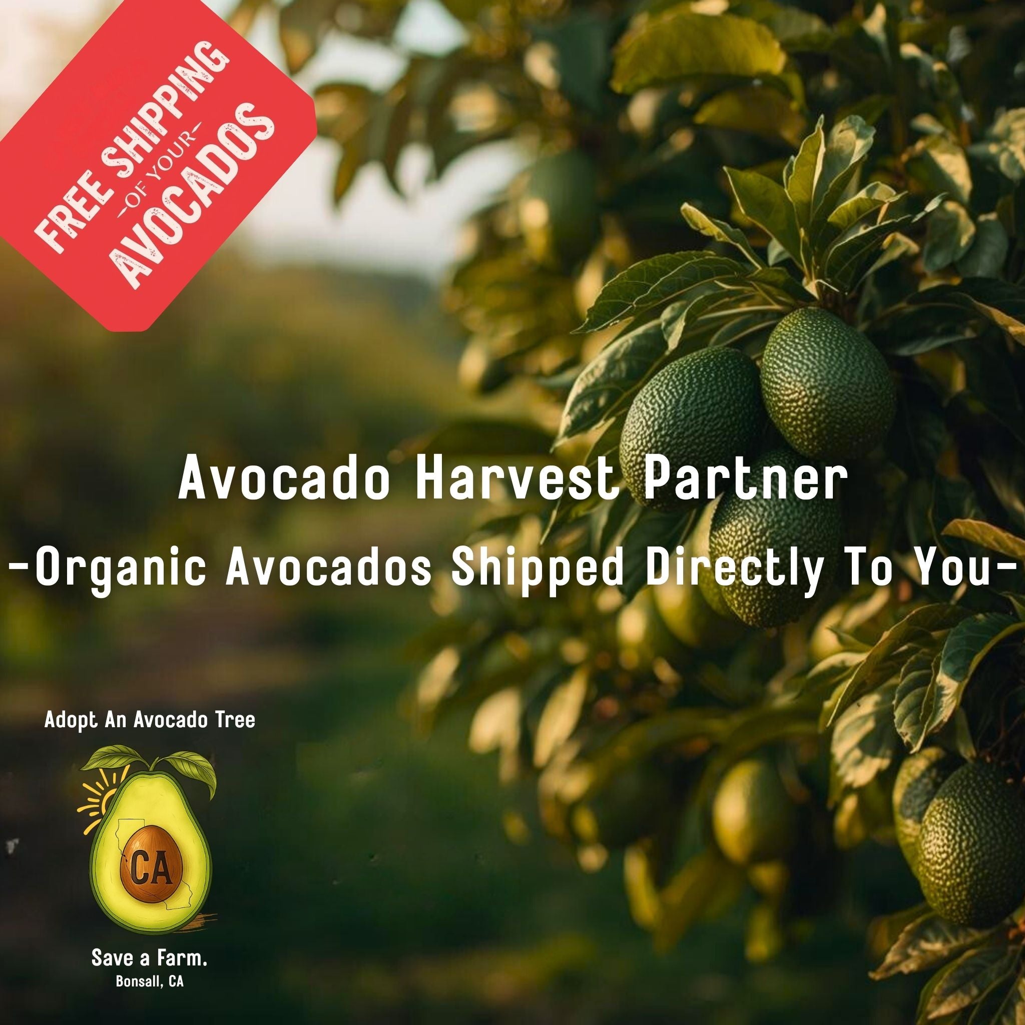 Avocado Harvest Partner