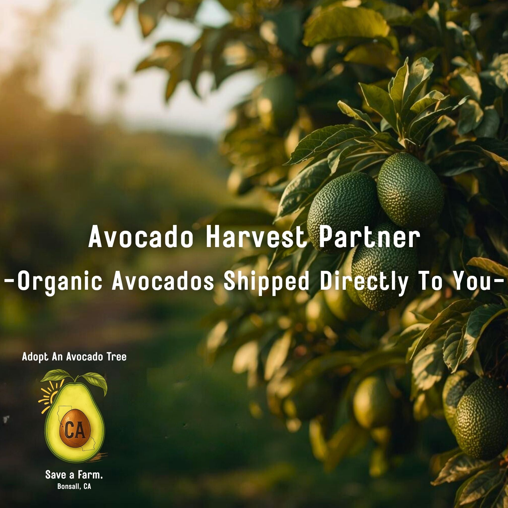 Avocado Harvest Partner