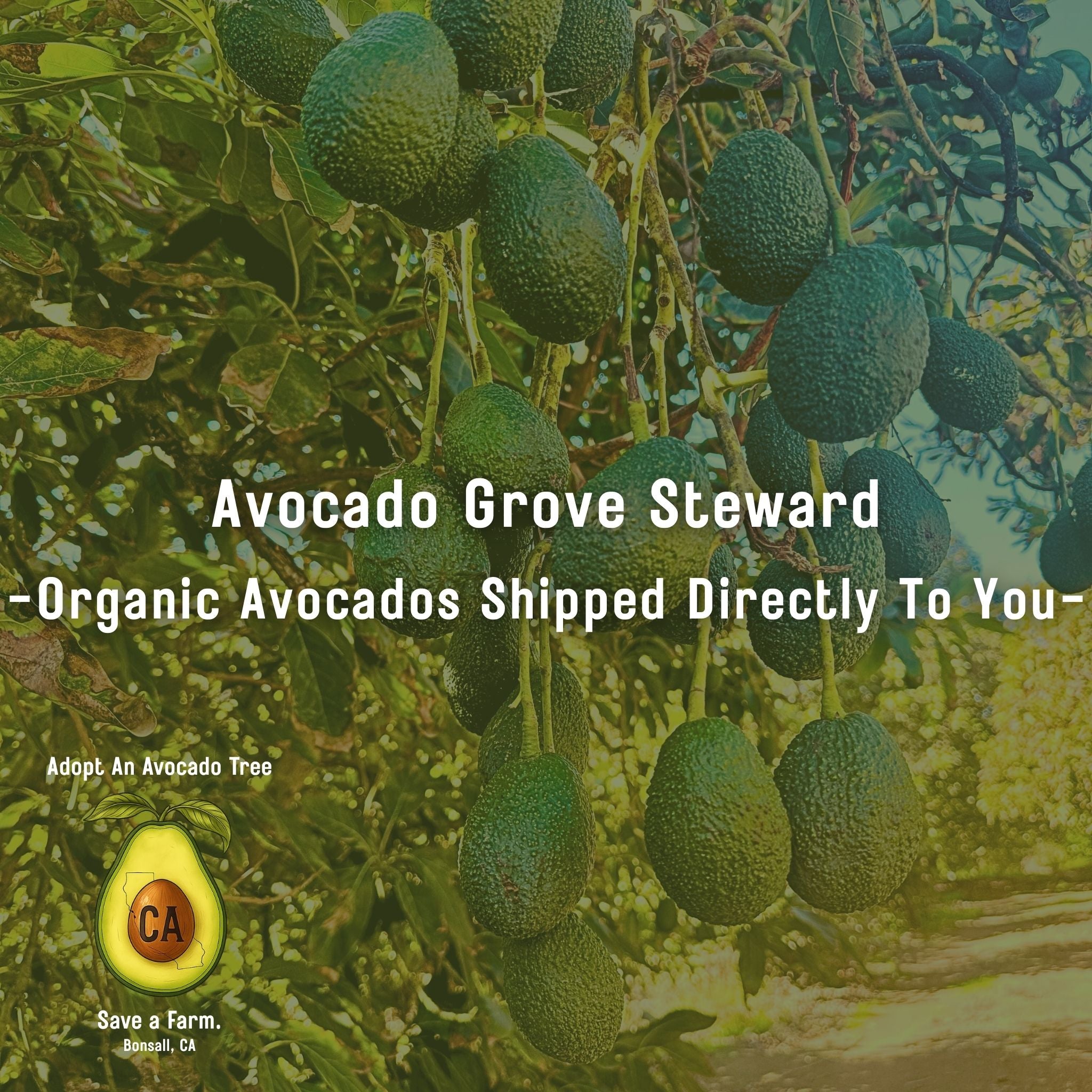 Avocado Grove Steward