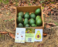 San Diego Avo Lover: Tree Adoption & Delivery of Organic Avocados