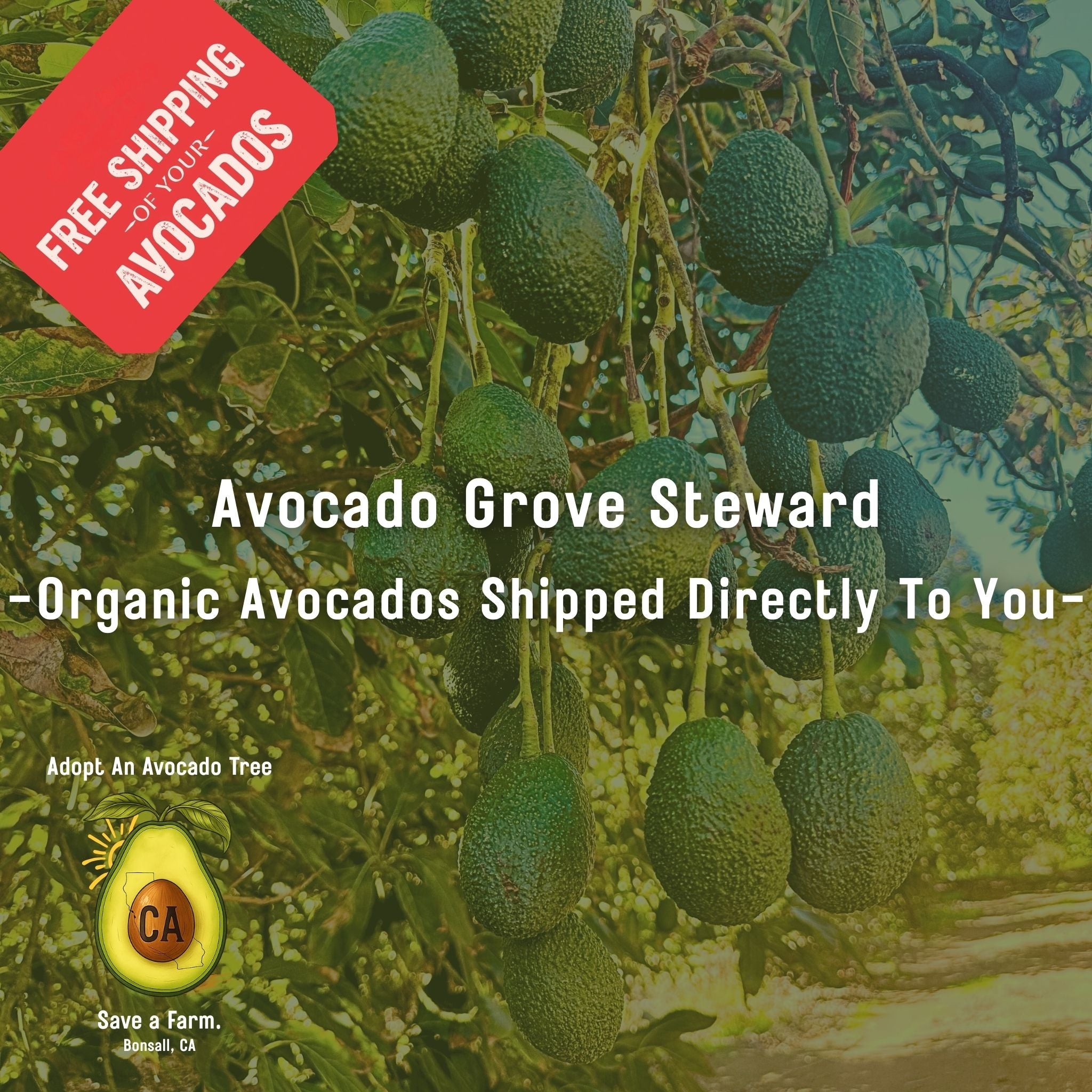Avocado Grove Steward