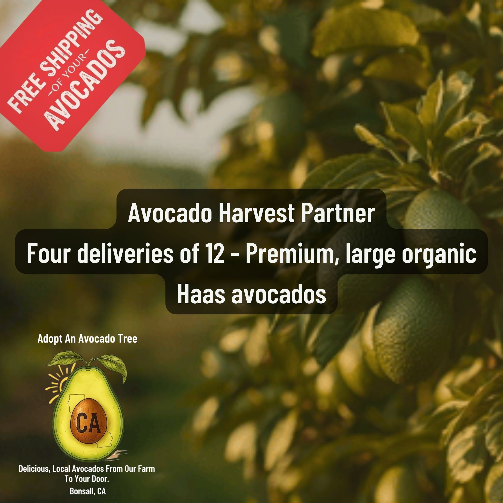 Avocado Harvest Partner-Four Shipments of 12 Delicious Organic Avocados