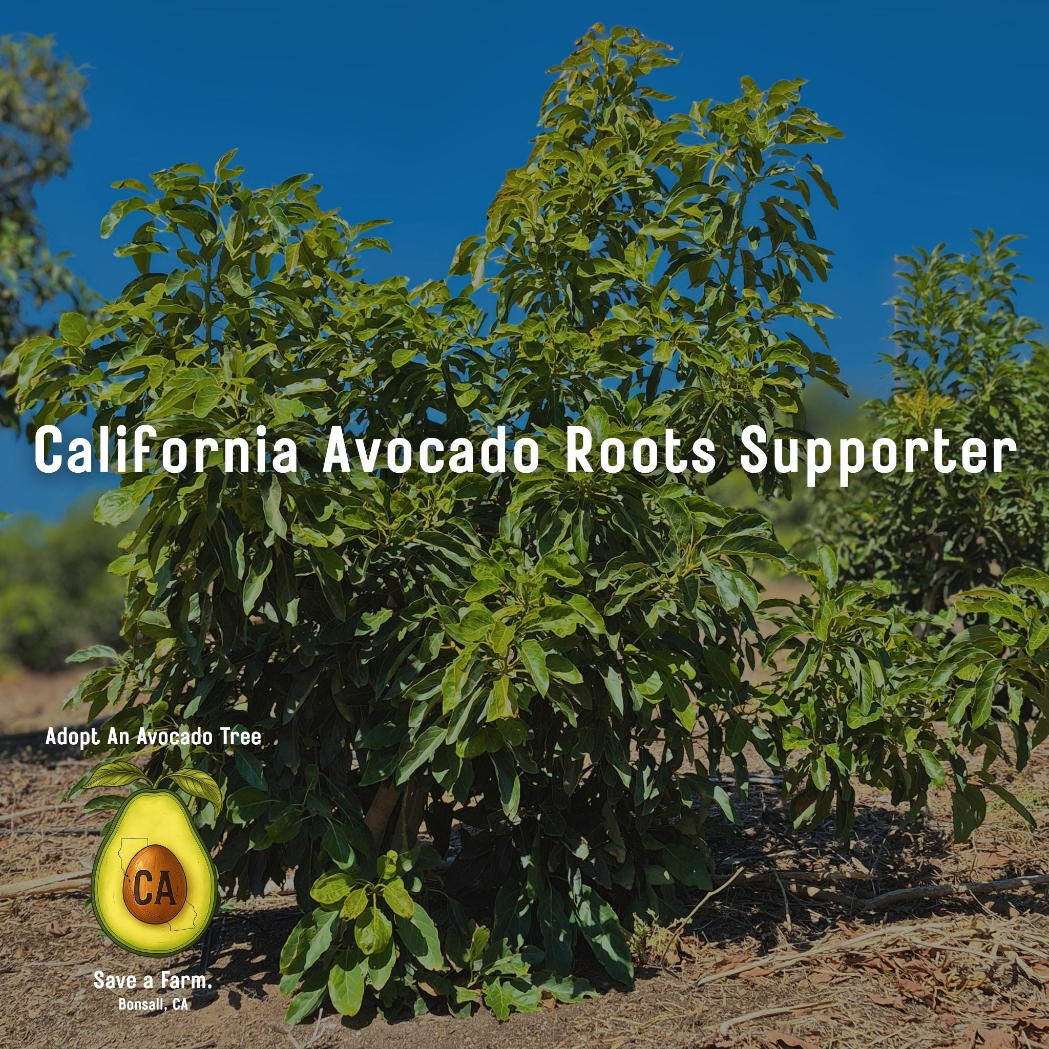 California Avocado Roots Supporter