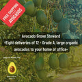 Avocado Grove Steward: Eight Shipments of 12 Delicious Organic Avocados